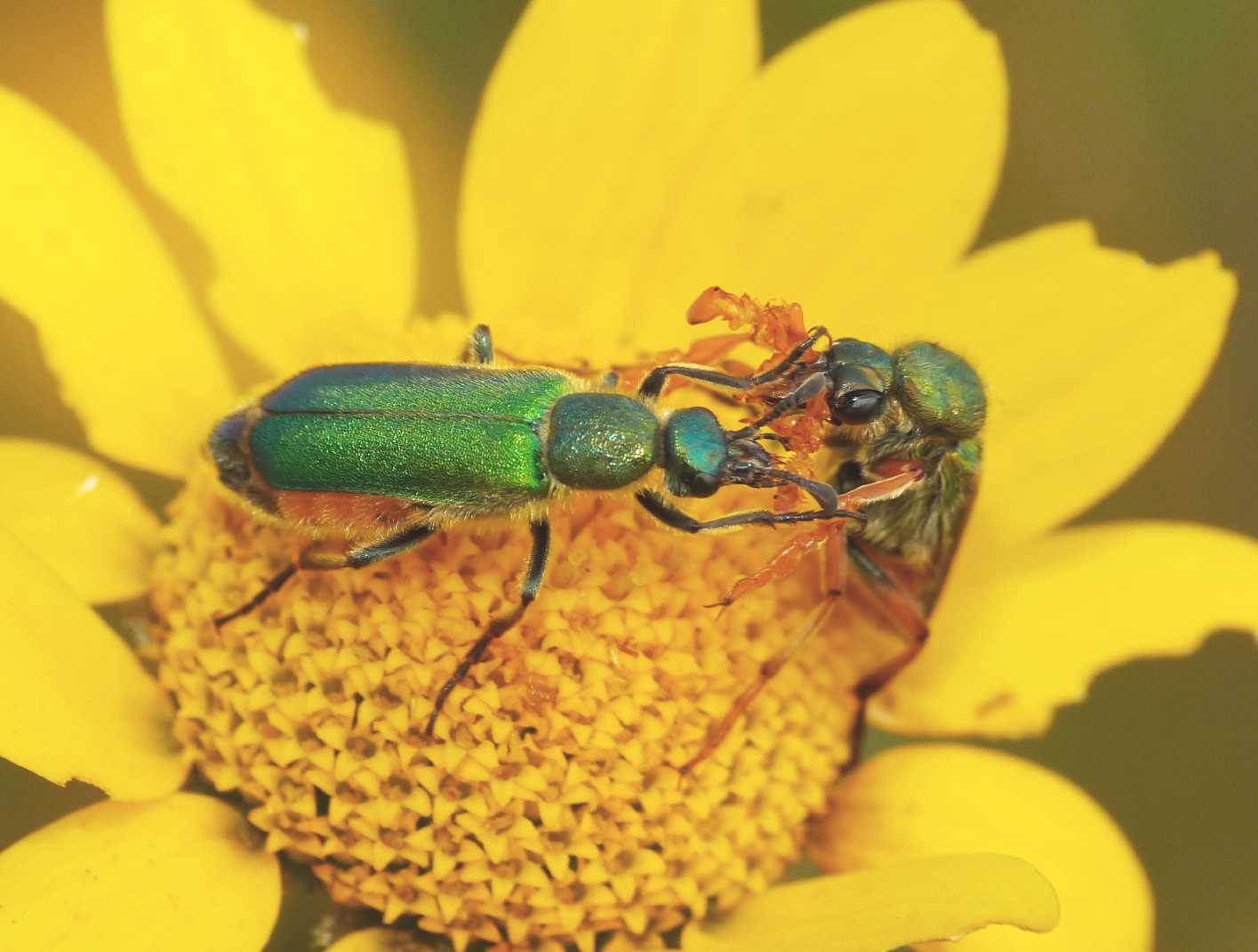 Cerocoma scheberi (Meloidae): corteggiamento e basta